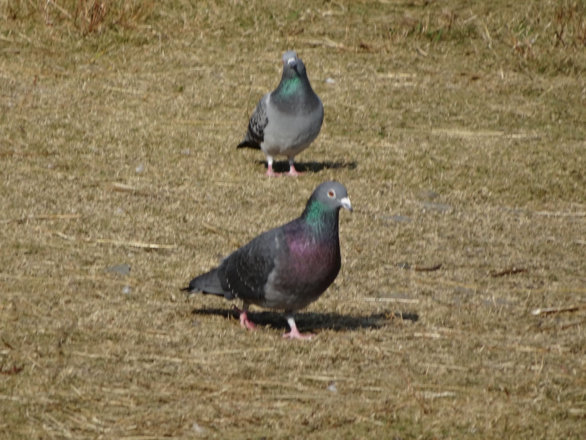 浅川 (八王子) カワラバトの写真 by ツピ太郎