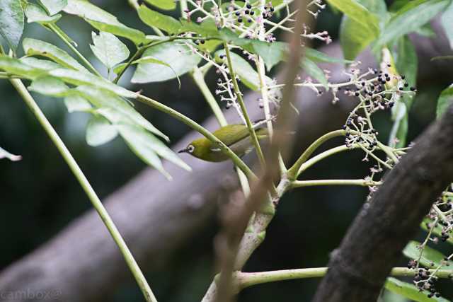 東京港野鳥公園 メジロの写真 by natoto