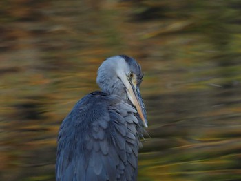2020年11月18日(水) 薬師池公園の野鳥観察記録