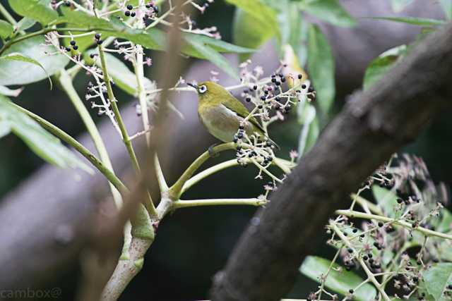 東京港野鳥公園 メジロの写真 by natoto