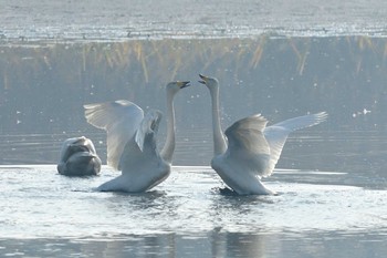 Whooper Swan Unknown Spots Wed, 11/18/2020