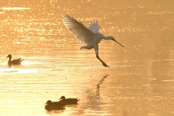 ヘラサギ 場所が不明 2020年11月18日(水)