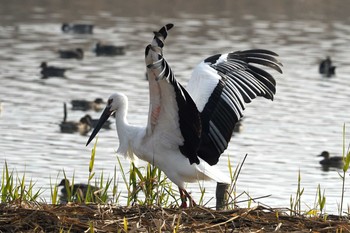 Oriental Stork Unknown Spots Wed, 11/18/2020