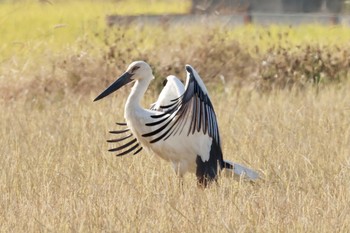 コウノトリ 場所が不明 2020年11月15日(日)