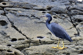 2020年11月18日(水) 伊豆諸島北部の野鳥観察記録