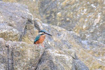 Common Kingfisher 伊豆諸島北部 Wed, 11/18/2020