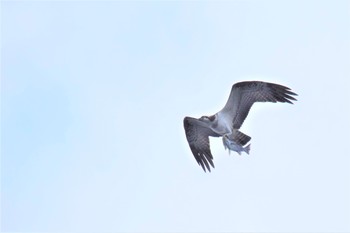 Osprey 伊豆諸島北部 Wed, 11/18/2020