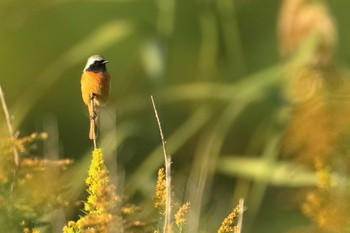 ジョウビタキ 淀川河川公園 2020年11月18日(水)