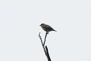 エゾビタキ 東京港野鳥公園 2016年10月10日(月)