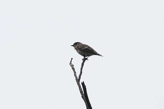 東京港野鳥公園 エゾビタキの写真 by natoto