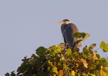 Grey Heron 愛知県 Sat, 11/14/2020