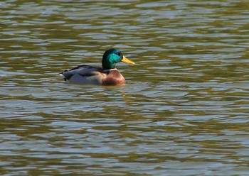 Mallard 愛知県 Sat, 11/14/2020