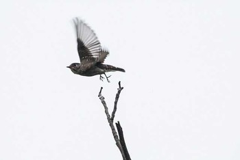 エゾビタキ 東京港野鳥公園 2016年10月10日(月)