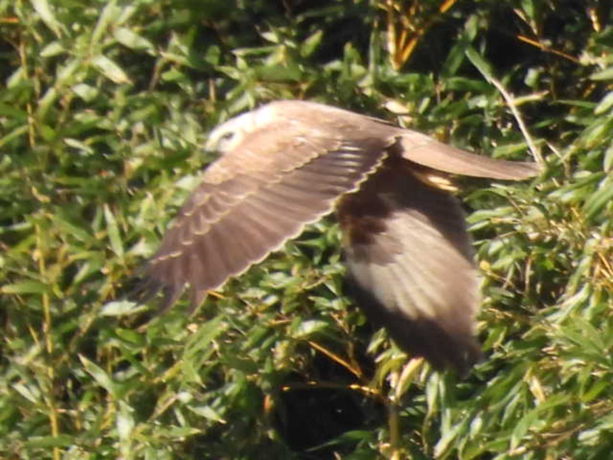 Photo of Eastern Marsh Harrier at 東京湾 by スガユー