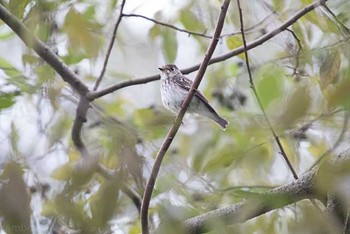 エゾビタキ 東京港野鳥公園 2016年10月10日(月)