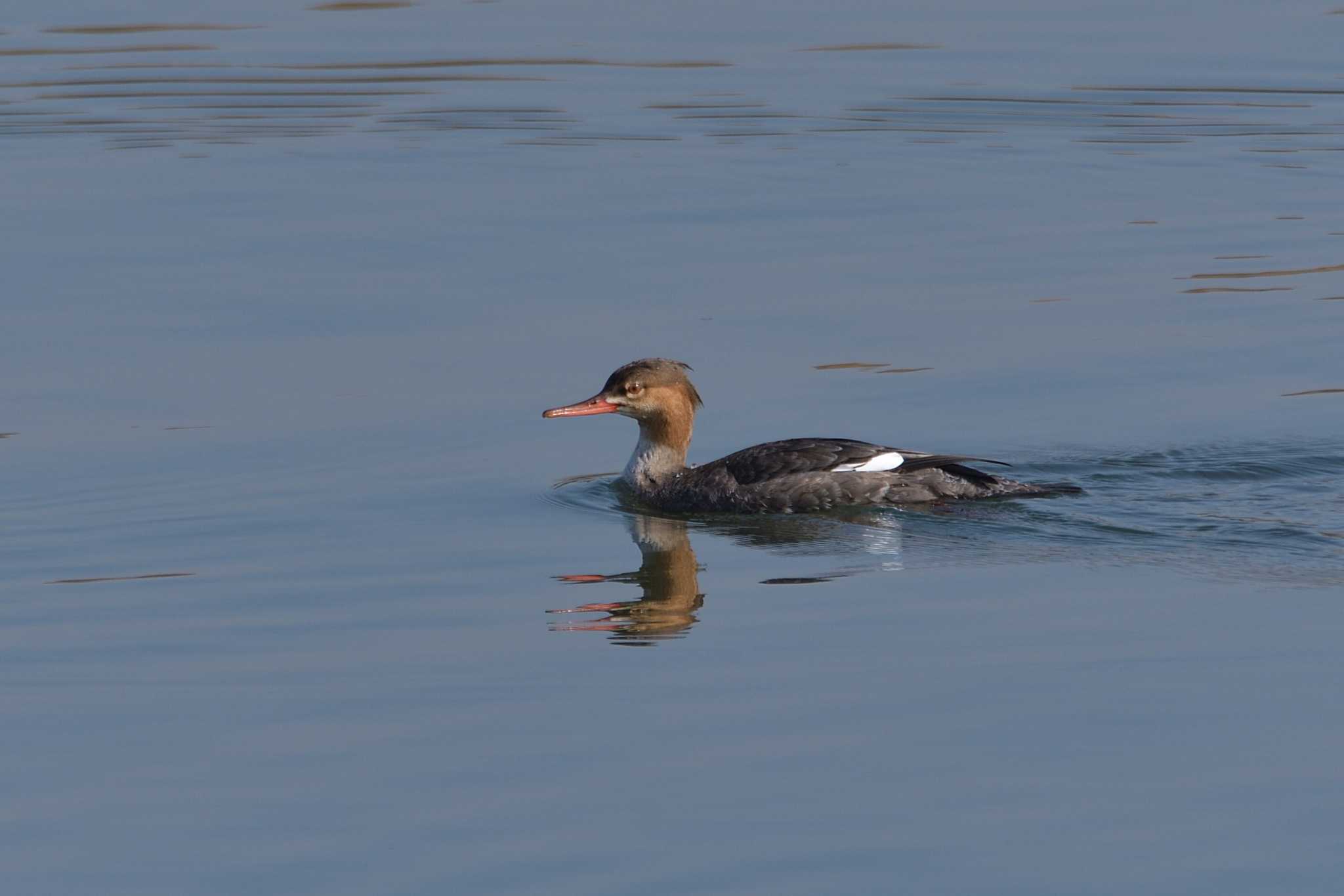 相模川 ウミアイサの写真 by Tosh@Bird