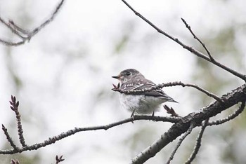 エゾビタキ 東京港野鳥公園 2016年10月10日(月)