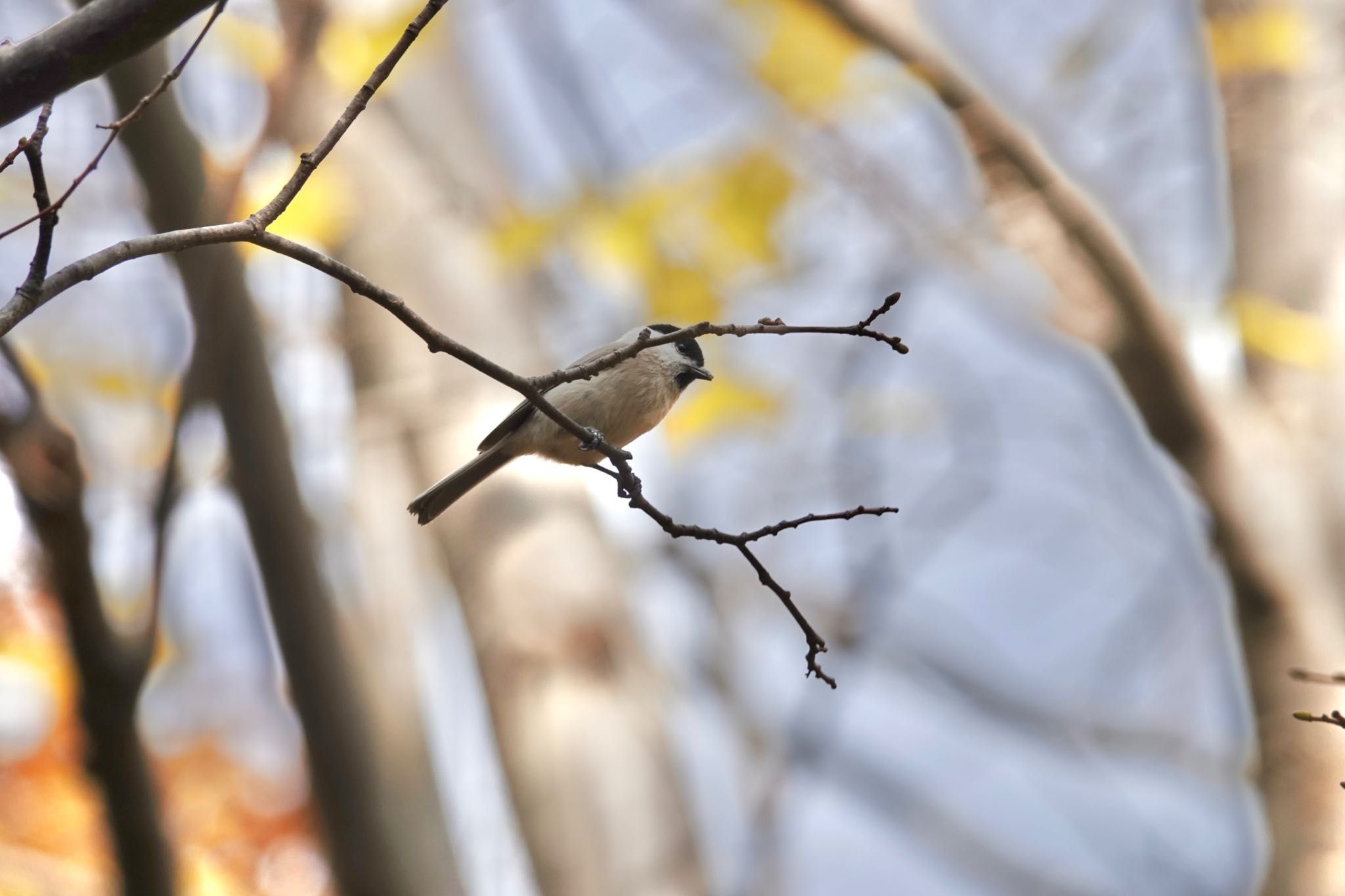 西岡公園(西岡水源地) ハシブトガラの写真