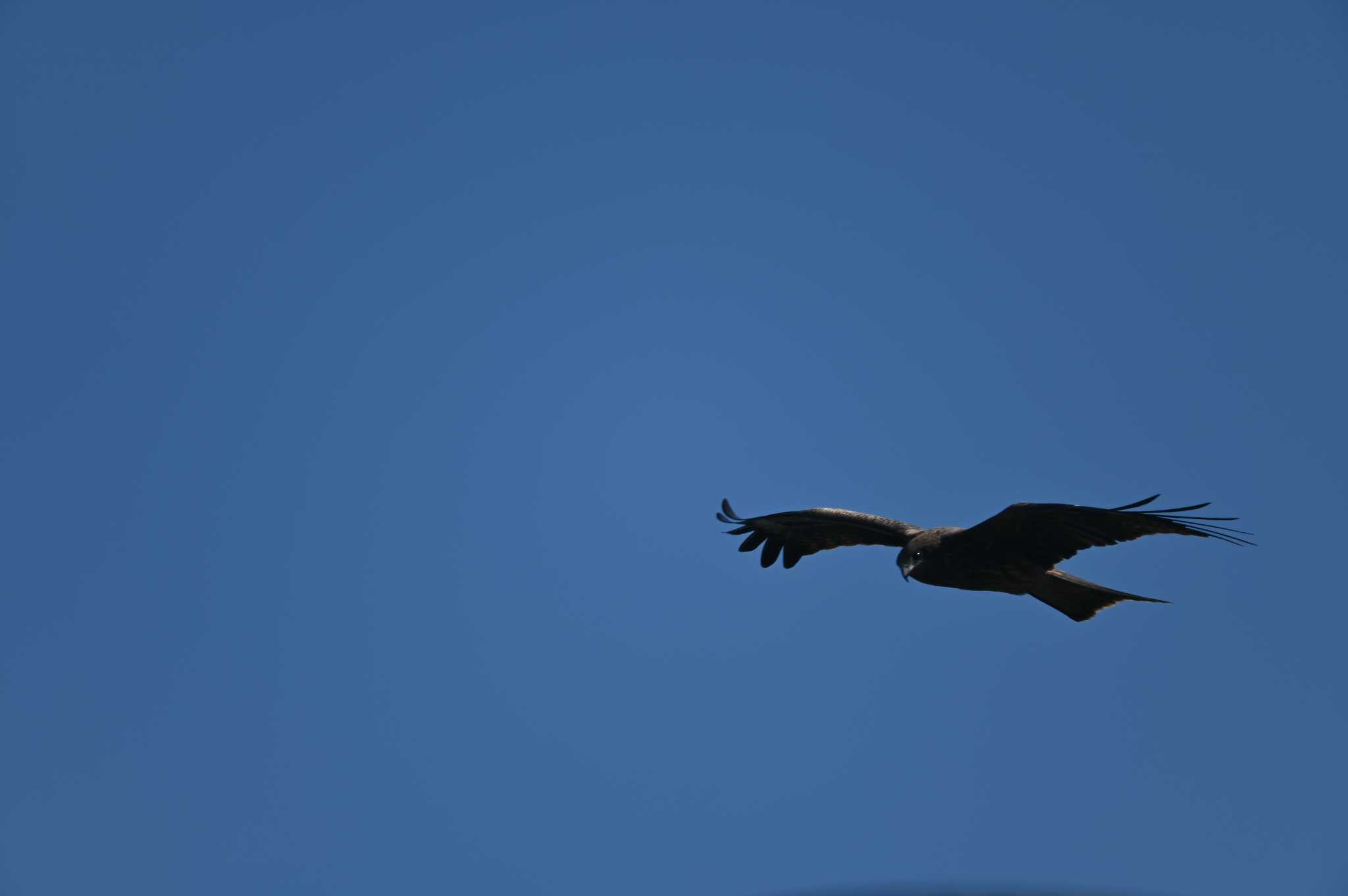 Photo of Black Kite at 大黒ふ頭 by Biker