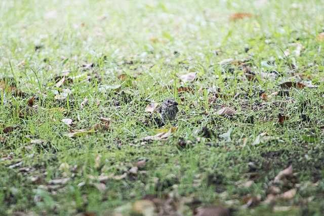 東京港野鳥公園 エゾビタキの写真 by natoto