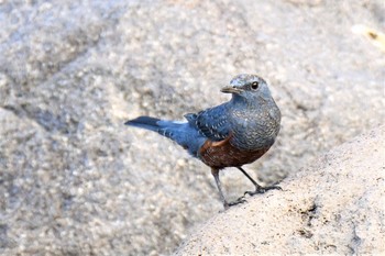 Blue Rock Thrush 伊豆諸島北部 Thu, 11/19/2020