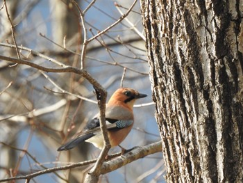 Eurasian Jay(brandtii) 拓鉄公園(上川郡新得町) Wed, 11/18/2020