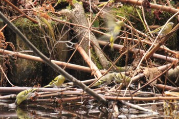 Eurasian Siskin 拓鉄公園(上川郡新得町) Wed, 11/18/2020