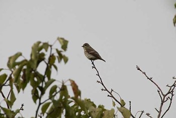 エゾビタキ 東京港野鳥公園 2016年10月10日(月)