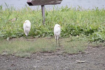 ダイサギ 東京港野鳥公園 2016年10月10日(月)