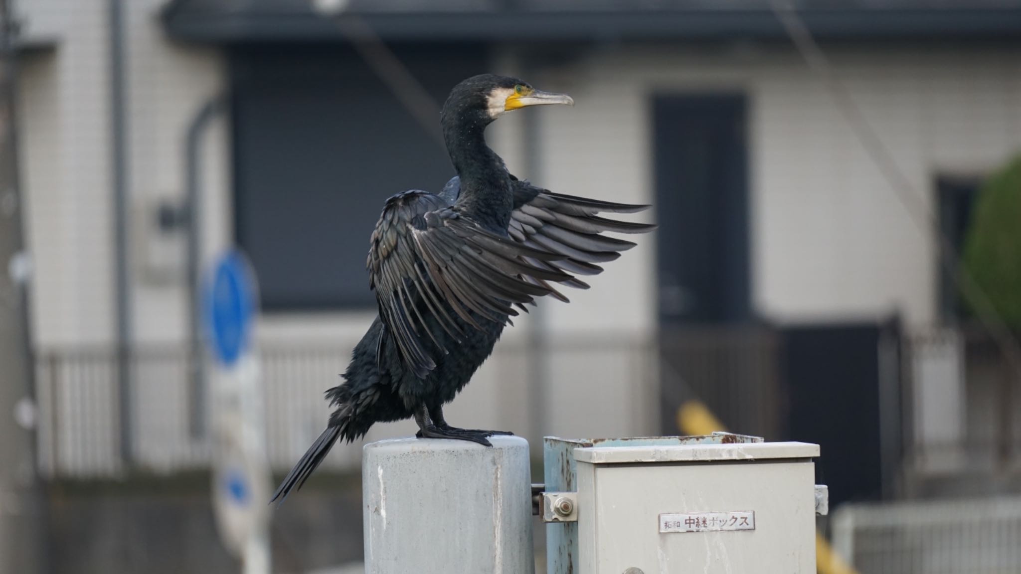 カワウ