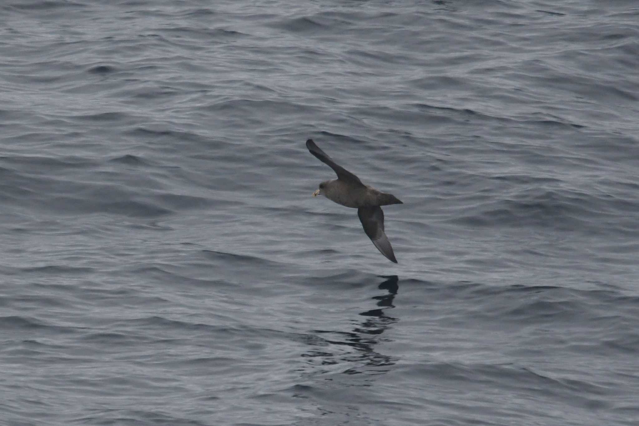 Northern Fulmar