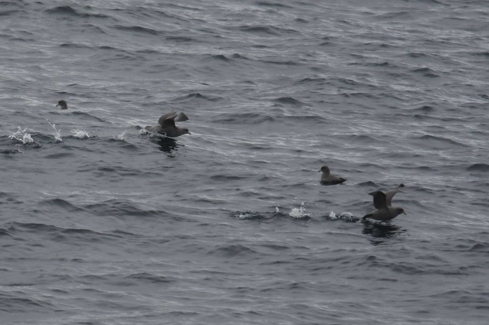 Northern Fulmar