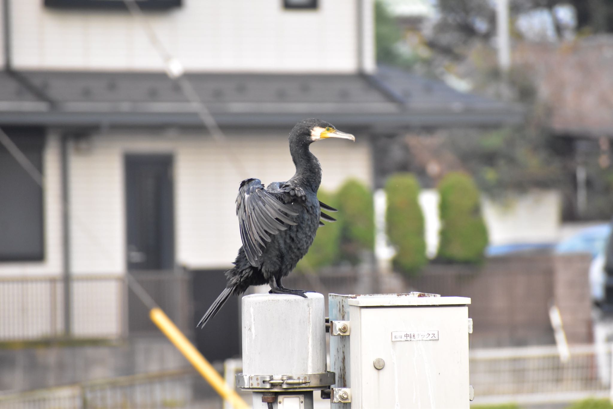 芝川第一調節池(芝川貯水池) カワウの写真 by 鳥散歩