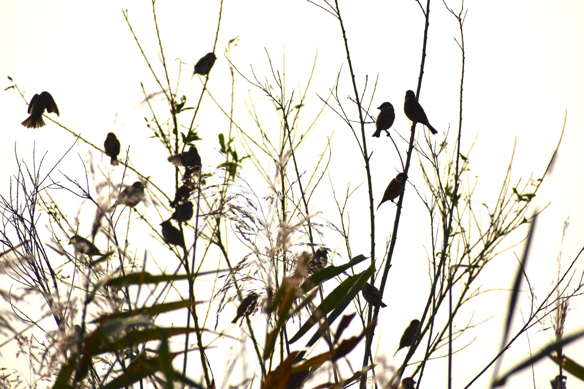 芝川第一調節池(芝川貯水池) スズメの写真 by 鳥散歩