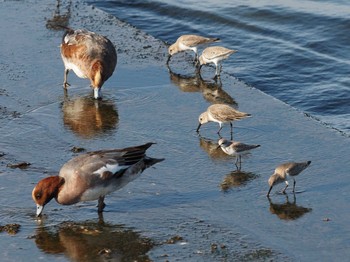 2020年11月19日(木) 千葉県新浦安の野鳥観察記録