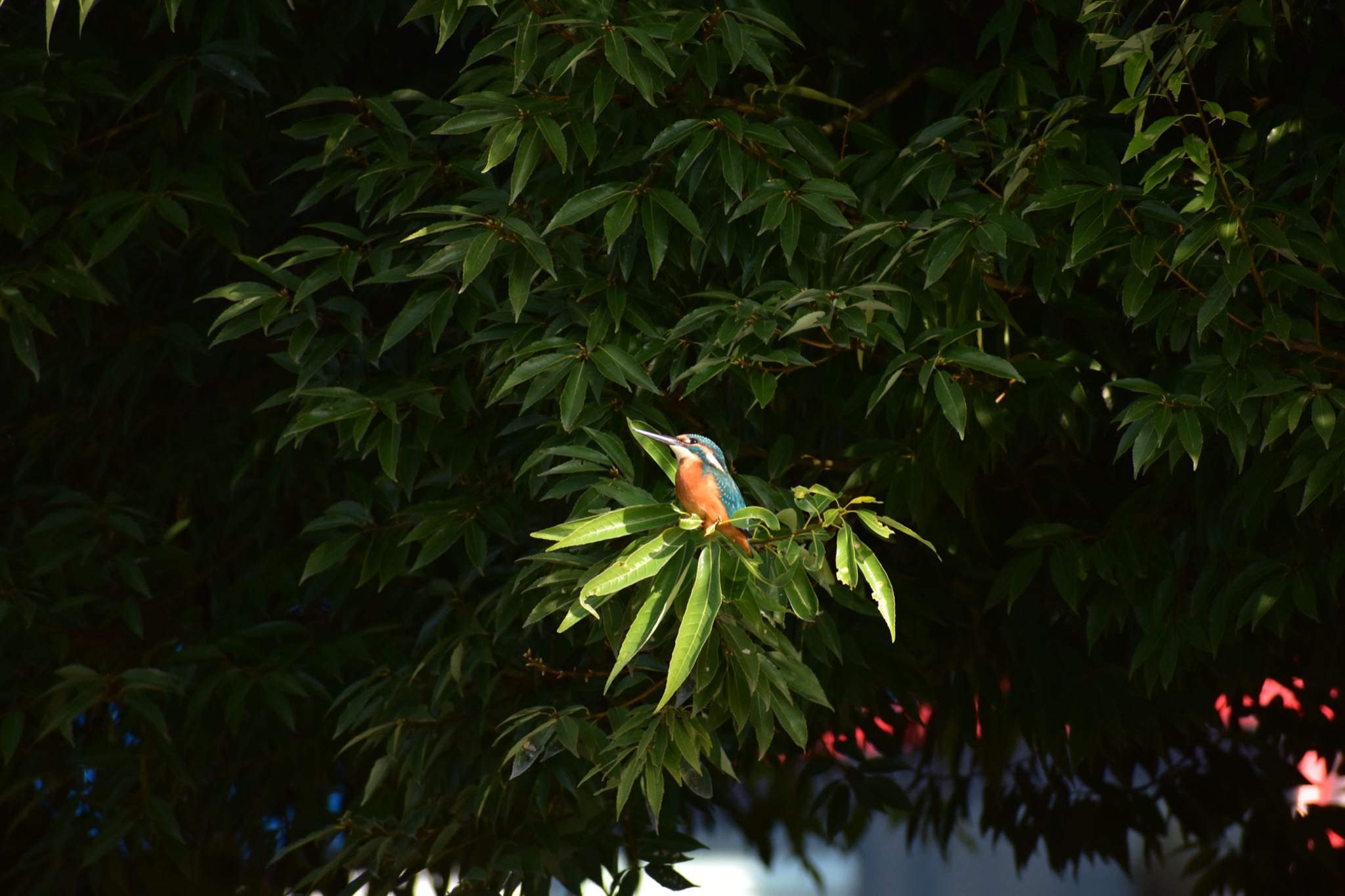 芝川第一調節池(芝川貯水池) カワセミの写真 by 鳥散歩