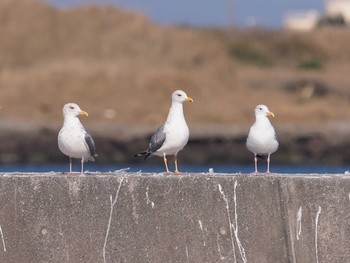 ホイグリンカモメ 銚子漁港 2020年11月18日(水)