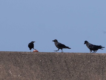 2020年11月18日(水) 銚子漁港の野鳥観察記録