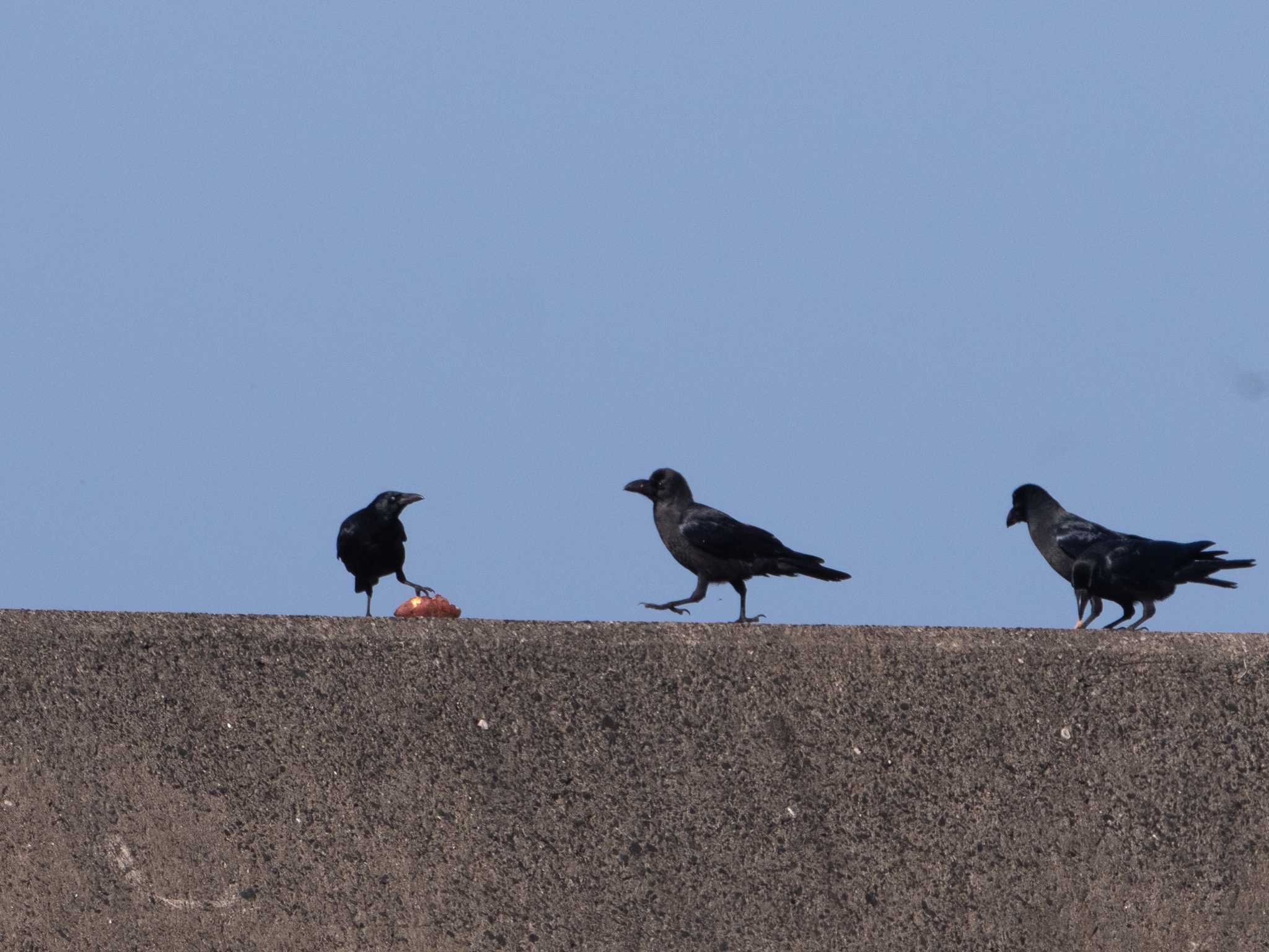 銚子漁港 ハシブトガラスの写真 by ふなきち