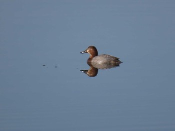 Wed, 11/18/2020 Birding report at Teganuma