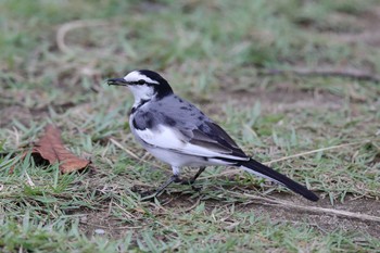 ハクセキレイ 葛西臨海公園 2016年10月10日(月)