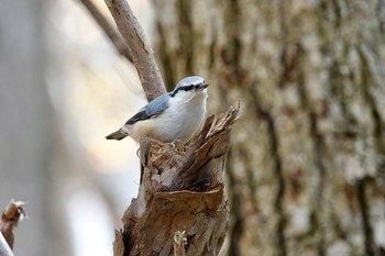 2020年10月29日(木) 西岡公園(西岡水源地)の野鳥観察記録