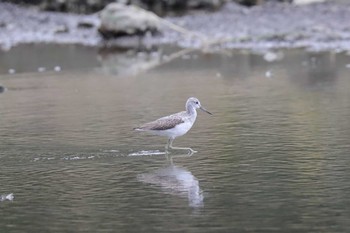 Common Greenshank Kasai Rinkai Park Mon, 10/10/2016