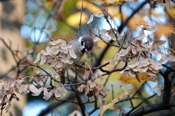 スズメ 豊平公園(札幌市) 2020年10月30日(金)