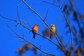 2020年11月15日(日) 長野県の野鳥観察記録