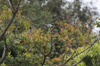 オナガ 葛西臨海公園 2016年10月10日(月)