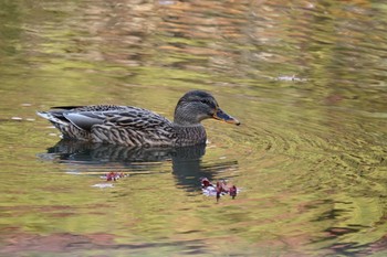 Mallard 京都市左京区 Thu, 11/19/2020