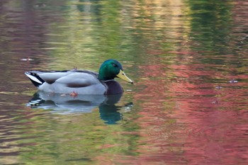 Mallard 京都市左京区 Thu, 11/19/2020