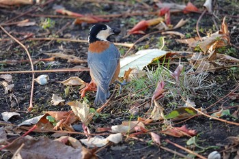 Varied Tit 豊平公園(札幌市) Fri, 10/30/2020