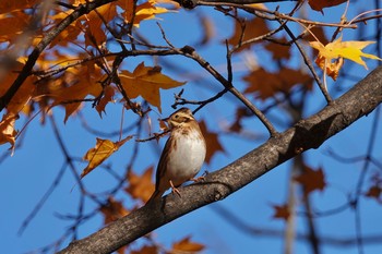 2020年10月30日(金) 豊平公園(札幌市)の野鳥観察記録